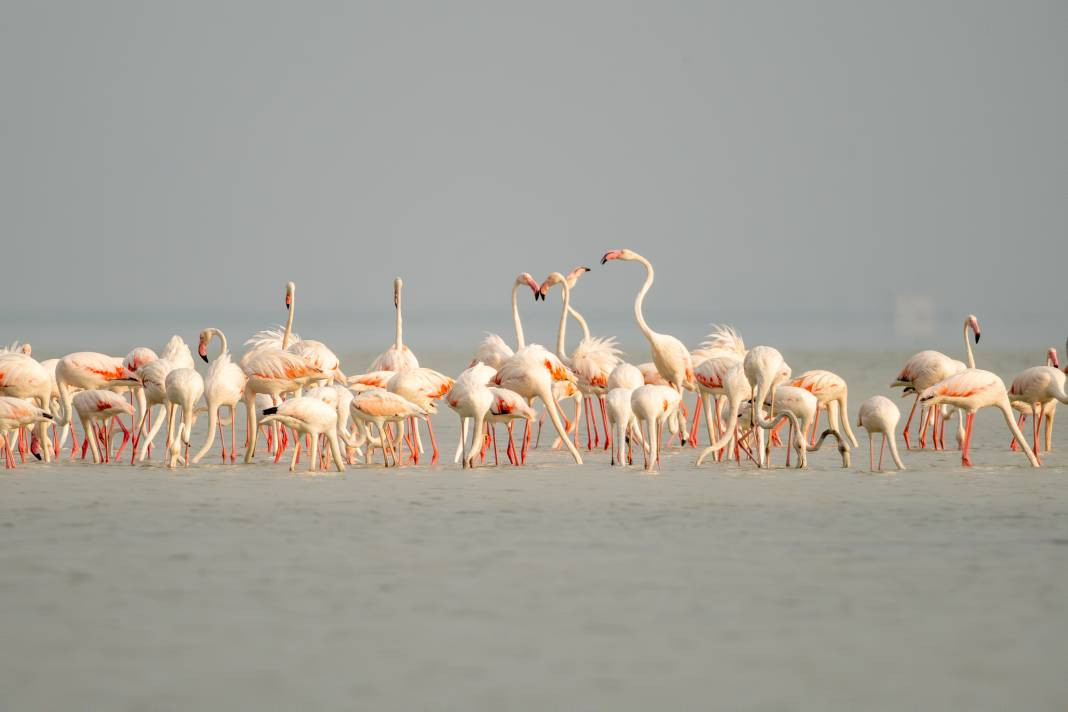 Akyatan’da Flamingo şöleni: Göç molası! - Resim: 1